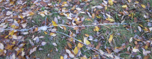 IMG_2464.JPG
